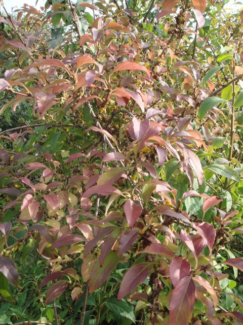 Forsythia ovata 'Tetragold' automne P9